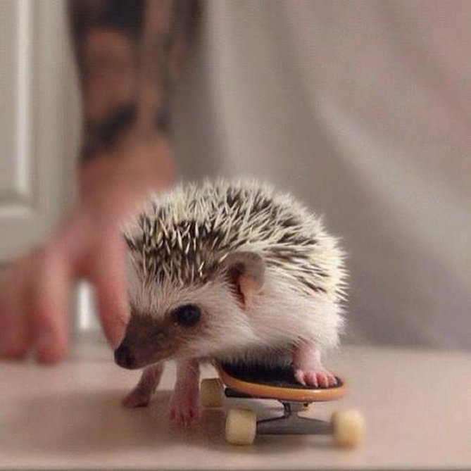 Skateboarding Animals - Muckmouth